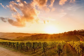 Weinberge im Chianti