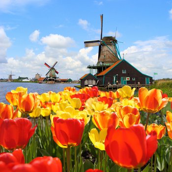 Windmühle mit Tulpenfeld auf einer Rundreise durch Benelux in Zaanse Schaans in den Niederlande gesehen