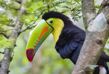 Der Tucan kommt in vielen Teiel Lateinamerikas vor, unter anderem in Costa Rica