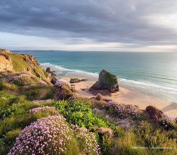 Sommerzeit in Cornwall: Blumen an den den Klippen der englischen Halbinsel
