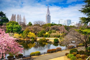 Kirschblüte in Tokio (Japan)