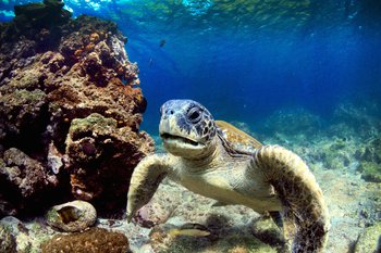Meeresschildkröte vor den Galapagos Inseln die zu Ecuador gehören