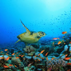 Great Barrier Reef