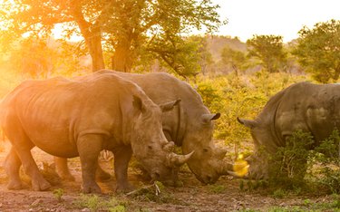 Rundreise mit Reisen Exklusiv durch: Südafrika & Eswatini: Glamping Roadtrip zu den Big Five