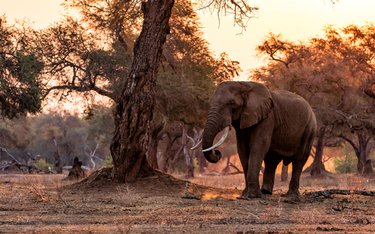 Rundreise mit Reisen Exklusiv durch: Südafrika Roadtrip: Abenteuer zwischen Krüger, Kap & Küste