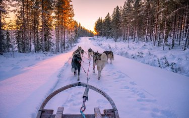 Rundreise mit Reisen Exklusiv durch: Wildnis intensiv: Arktisches Huskyabenteuer