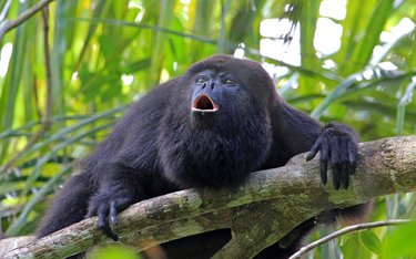 Rundreise mit SKR durch: Costa Rica: Mit Flair