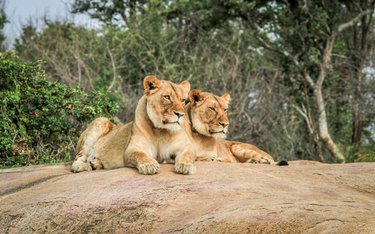 Rundreise mit Reisen Exklusiv durch: Südafrika Roadtrip: Auf der Garden Route zu den Big Five