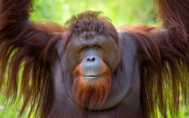 Rundreise mit Reisen Exklusiv durch: Indonesien Abenteuer: Borneos Orang-Utans, Javas Vulkanwelt & Balis Inseltraum