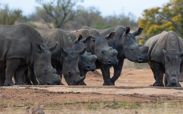 Rundreise mit Reisen Exklusiv durch: Südafrika & Eswatini: Wildlife Glamping & Krüger Safari