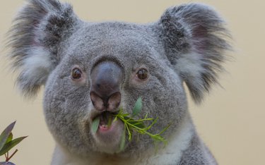 Rundreise mit Wikinger Reisen durch: Down Under: Alles außer gewöhnlich