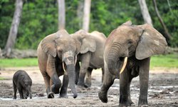 Wald Elefanten während einer Reise durch Zentralafrika