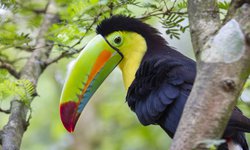 Tucan Vogel im Dschungel: Rundreise durch den Urwald Costa Ricas