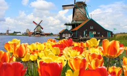 Holländische Windmühlen auf einer Benelux Reise durch die Niederlande. Im Vordergrund ein Tulpenfeld