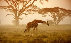 Giraffe in der Savanne Kenias im Abendlicht: Entdeckt während einer Rundreise durch das Ostafrikanische Kenia