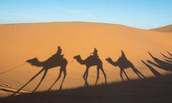 Ritt auf den Kamelen in Marokko durch die Wüste Sahara