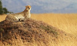 Auf Rundreise Safari durch Ostafrika: Gepard auf Hügel in der Masai Mara