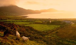 Grasende Schafe beim Sonnenuntergang mit dem Atlantischen Ozean im Hintergrund. Gesehen am Ring of Kerry in Irland