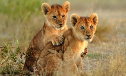 Zwei Baby Loewen im Serengeti National Park in Kenia: Die jungen Tier schauen nach Ihrer Mutter und begeistern jeden Kenia Besucher auf einer Rundreise