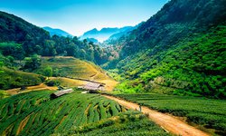 Teeplantagen rund um Chiang Mai, der Metropole im Norden Thailands. Ein Höhepunkt welcher auf keiner Rundreise durch das Land es Lächelns fehlen sollte.
