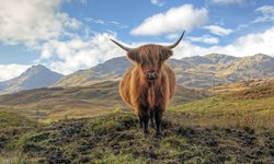 Hochlandrind in den schottischen Highlands bei einer Schottland Rundreise gesehen