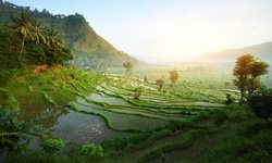 Reis- Terrase in den Bergen der indonesichen Trauminsel Bali