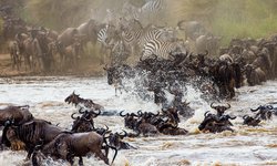 Afrika Rundreise durch Ostafrika: Gnus bei der Durchquerung eines Flusslaufs in der Masai Mara in Kenia